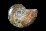 Iridescent, Red Flash Ammonite - Madagascar #82434-1